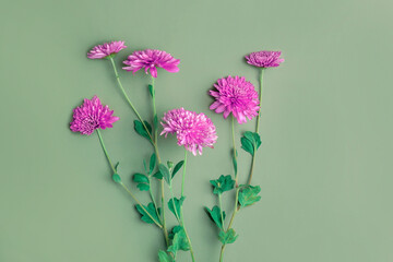 Beautiful Flowers composition. Violet Chrysanthemum on pale green backdrop. Spring, easter concept. Minimal styled Flat lay banner, top view, copy space. Creative lifestyle, autumn color background