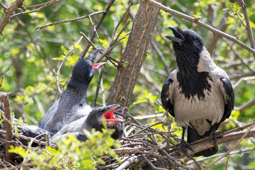 A gray crow's nest with four chicks and an adult crow
