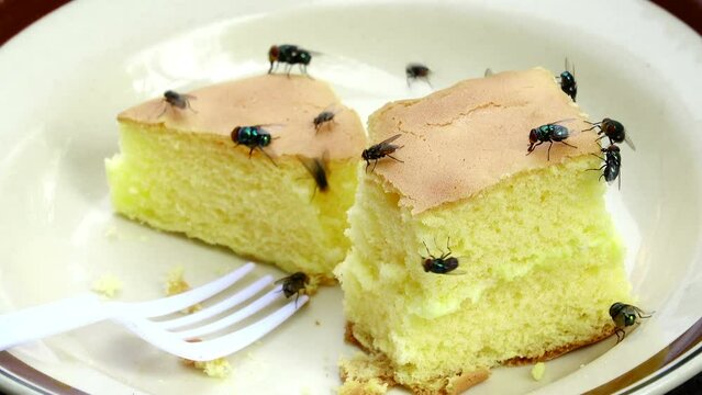 Close-up housefly eating bakery in the bowl