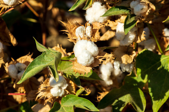 Closeup of organically grown cotton plant in California