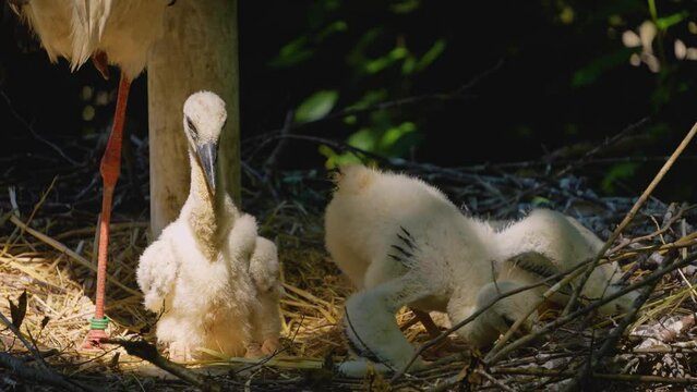 Close up of Baby storks sitting in a nest on a sunny day in spring	