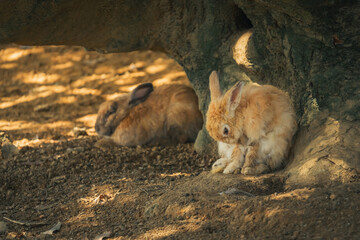 tranquil retreat rabbits finding rest beneath the shade