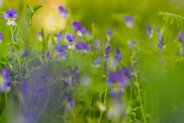 Violet Lutea flowers on mountain meadow