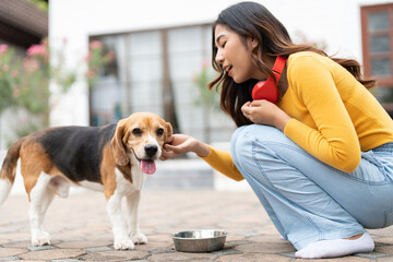 Asian young woman in casual clothes feeding her beagle dog in outside at home. Happy dog eat food in bowl