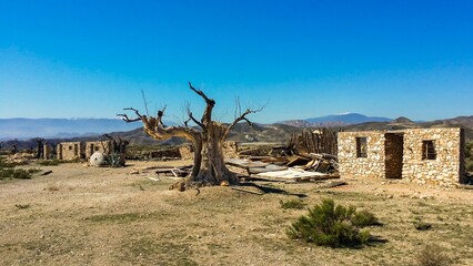 desert landscape with dead tree
