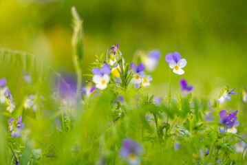 Fototapeta na wymiar Violet Lutea flowers on mountain meadow
