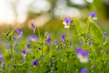  Violet Lutea flowers on mountain meadow © rastkobelic