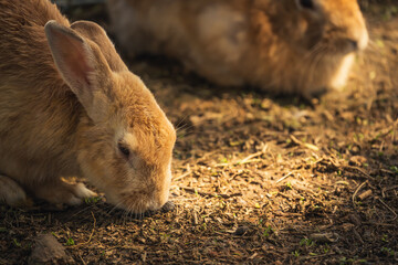 nature's wanderer rabbit exploring the earthy terrain