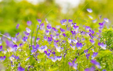 Violet Lutea flowers on mountain meadow