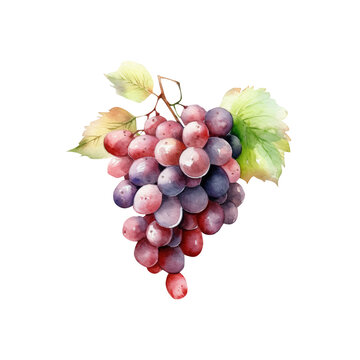 Watercolor grapes, food fruit illustration. Generative AI, png image.