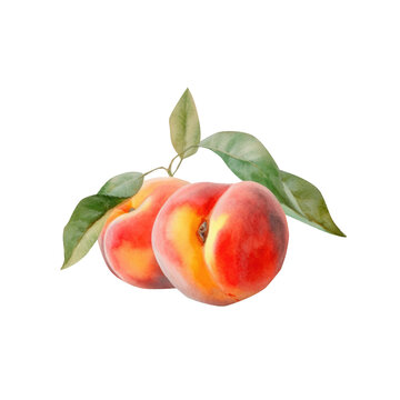 Watercolor peach, food fruit illustration. Generative AI, png image.