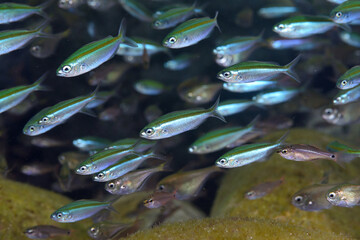 ササムロ幼魚の群れ