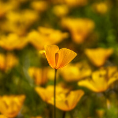 Wild Poppies in Arizona