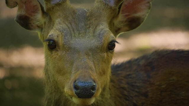 Close up of sika deer buck standing in the forest	