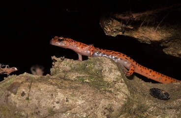 Cave salamander I'm situ macro portrait in rock crevice 
