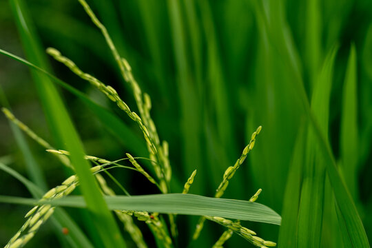 The grains of paddy in the green fields. rice is a source of complex carbohydrates. rice is a staple food for residents of the Asian continent. Oryza sativa. Paddy. rice fields on a dewy morning. padi