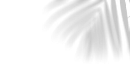 Realistic blurred natural light leaves, palm and window shadow overlay on wall paper or frames texture, abstract background, summer, spring, autumn for product presentation podium and mockup seasonal.