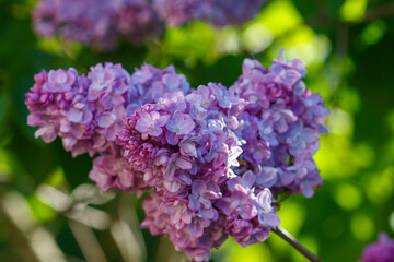Common lilac ( lat. Syringa vulgaris ) is a garden plant , a type species of the genus Lilac