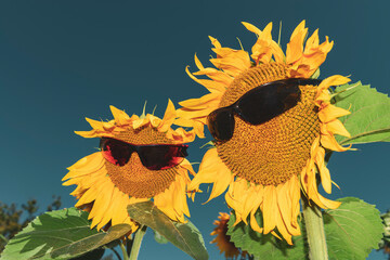 Funny sunflower couple