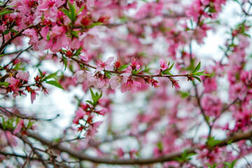 Spring tree with pink flowers. springtime background with pink blossom