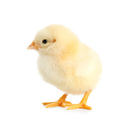 Cute little chick on white background