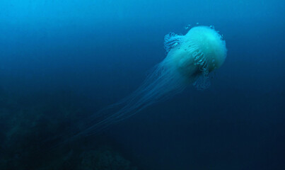 Bright white jellyfish in the sea in southern Thailand in deep blue water
