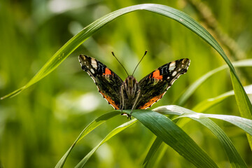 contornata dalle foglie
