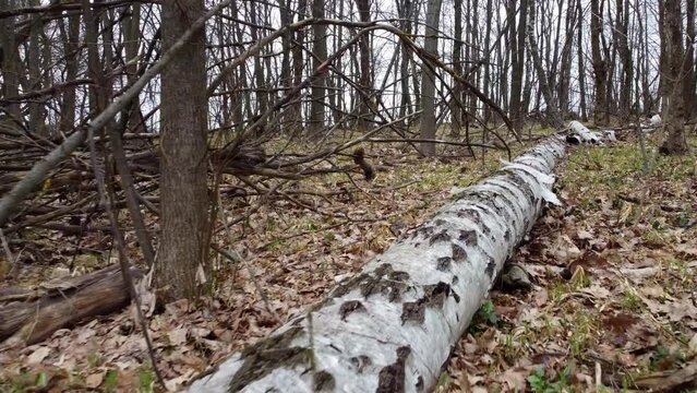 A dead birch tree that has fallen down with the roots lies in the spring forest. Shooting from a drone from the side of the root to the tip.