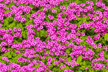 tavolozza verde e viola