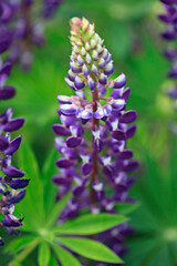 Fototapeta premium Colorful flowers in summer garden