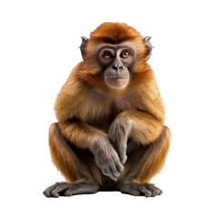 monkey isolated on background with Generative AI