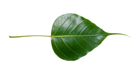 Sacred fig leaf (Ficus religiosa L. , Pipal Tree, Bohhi Tree, Bo Tree, Peepul ) isolated on white...