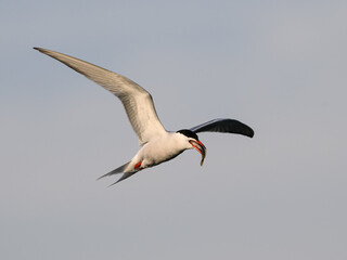 Fototapeta na wymiar Common Tern in flight holding fish