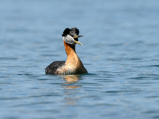 Red Necked Grebe swimming and calling in blue water in Spring