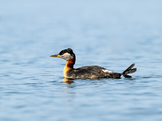Red Necked Grebe swimming in blue water in Spring