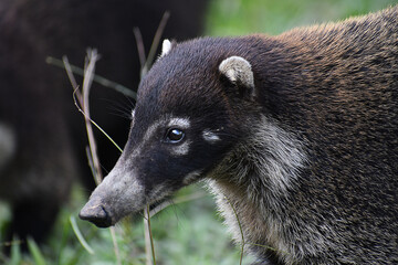 Close-up of a Coati  walking in the grass, in Costa rIca