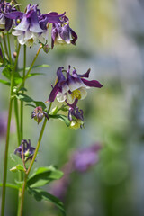 Common Columbine purple and white flower in garden