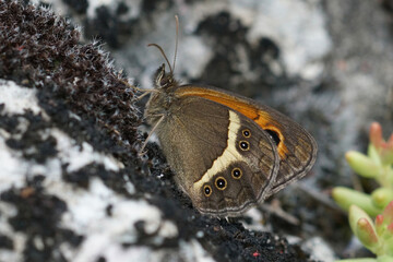 Closeup on a fresh emerged Spanish Gatekeeper, Pyronia bathseba sitting with closed wings on the...