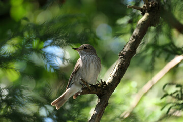spotted flycatcher sits on a branch