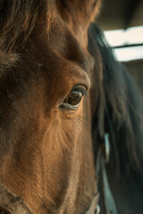 Close up of a horse's head in a stable, mare, stallion, equine, wallpaper background, rural farm setting, pony, horses