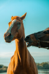 Funny talking horses photograph, close up of horse head and face rural picture, hilarious pestering...