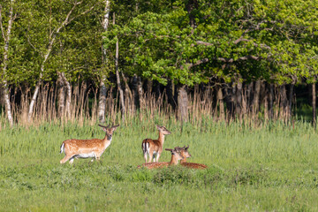 Damhirsche auf einer Wiese vor dem Wald.