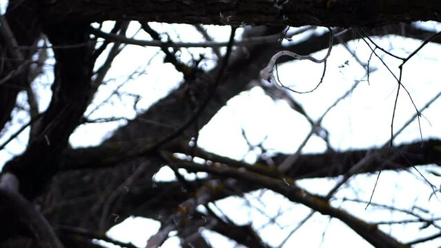 Midges are circling in the air above a tree without leaves. Forest pests are active before winter.