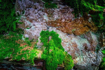 Small Arbersee on the slope of Mount Arber in the Bavarian Forest. Bavaria. Germany.