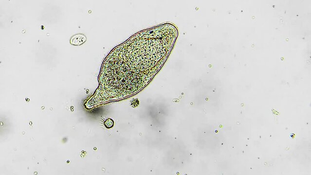Macro isolated view of infusoria in water growing and moving cilia against bright field background. Protozoa microorganism is enlarging filmed under microscope for biological experiment. Anatomy study
