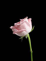 pink rose isolated on black