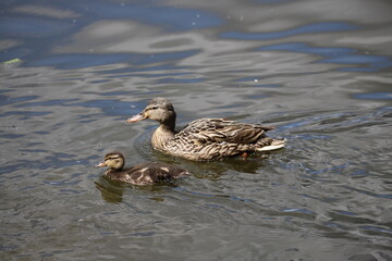 duck in the water