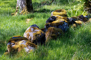 Sunlit Moss covered rocks in the Welsh countryside