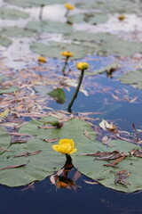 water lily in the pond