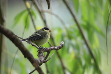 tit on a branch